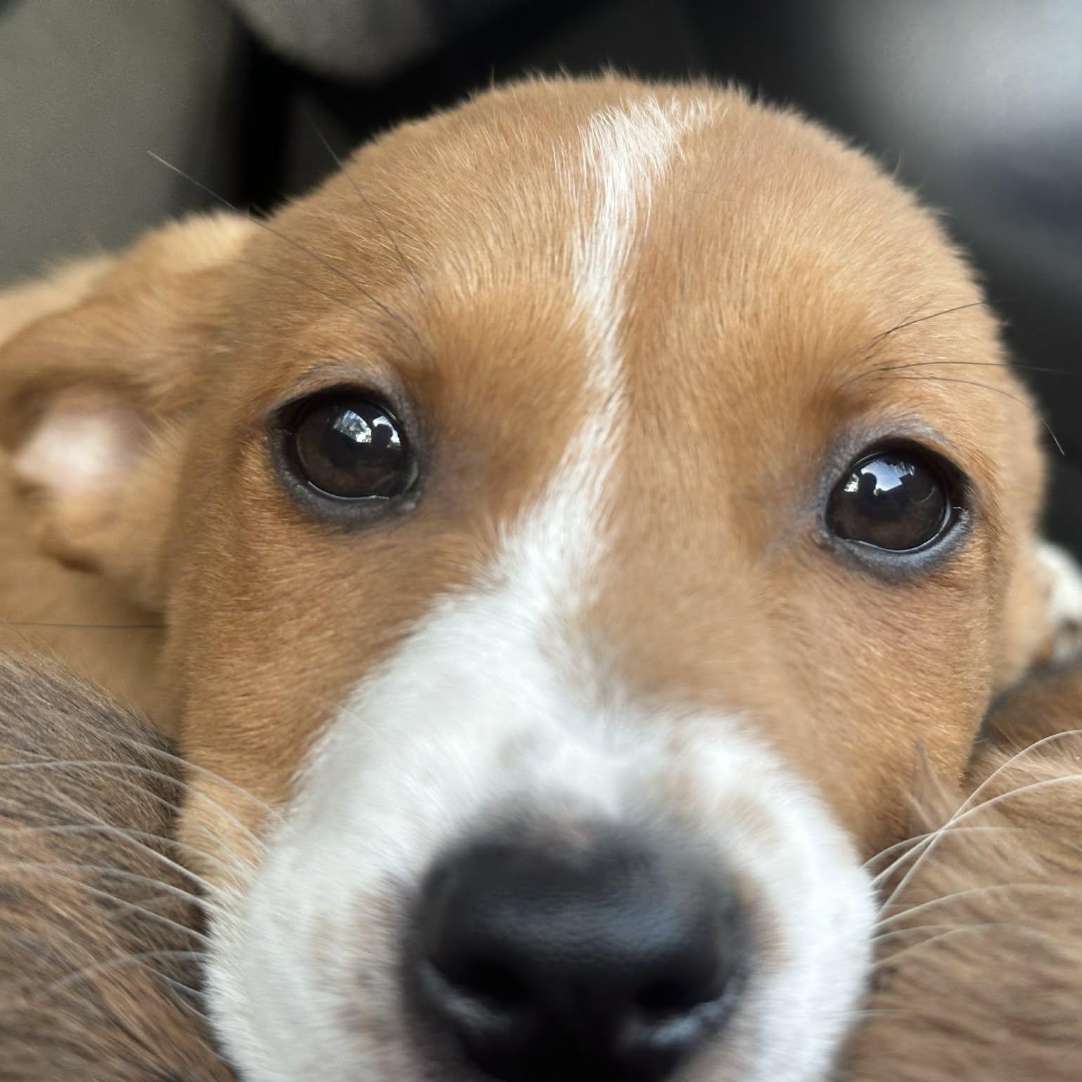 Enlarge Yora, an adopted mixed breed in Myrtle Beach, SC image 2/4