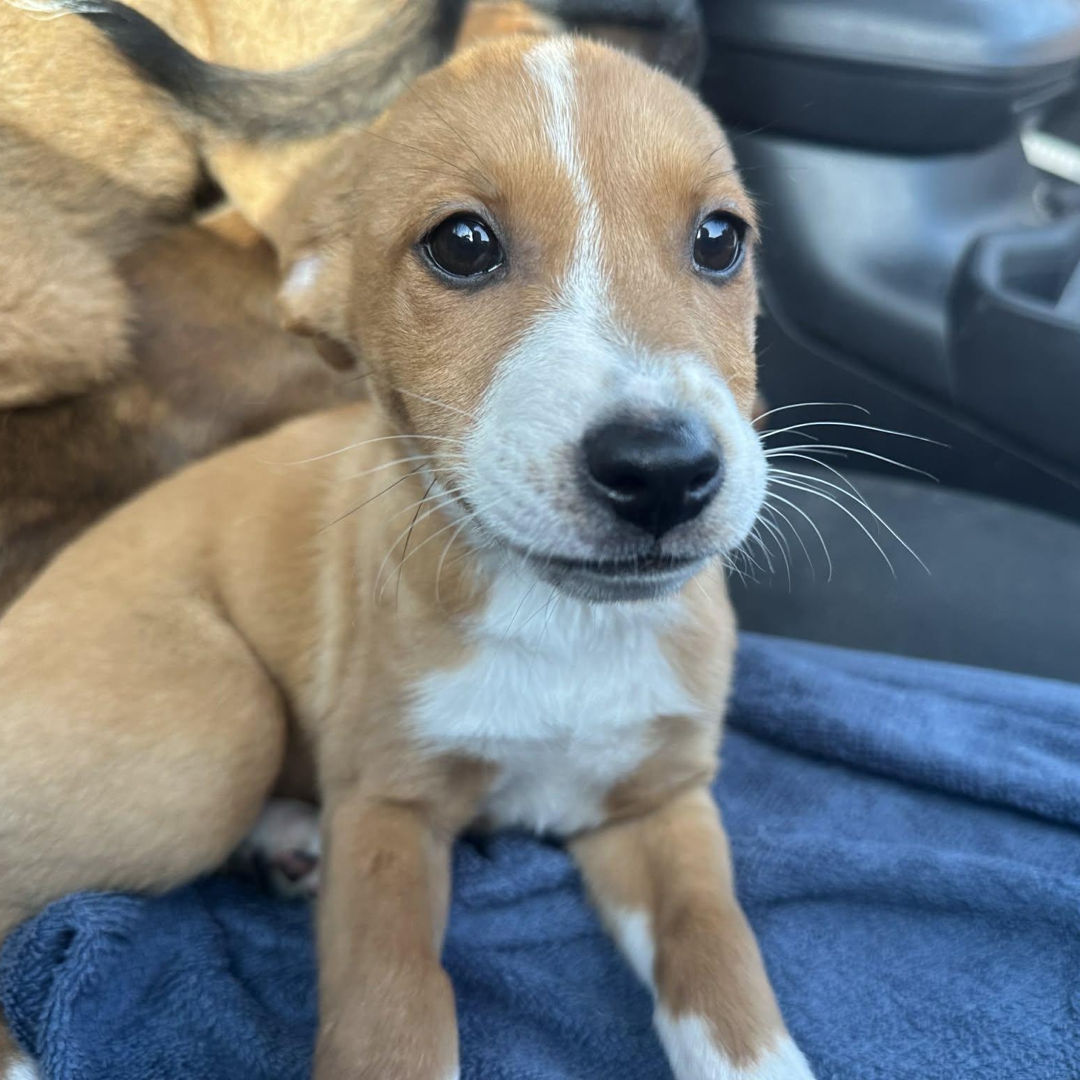 Enlarge Yora, an adopted mixed breed in Myrtle Beach, SC image 3/4