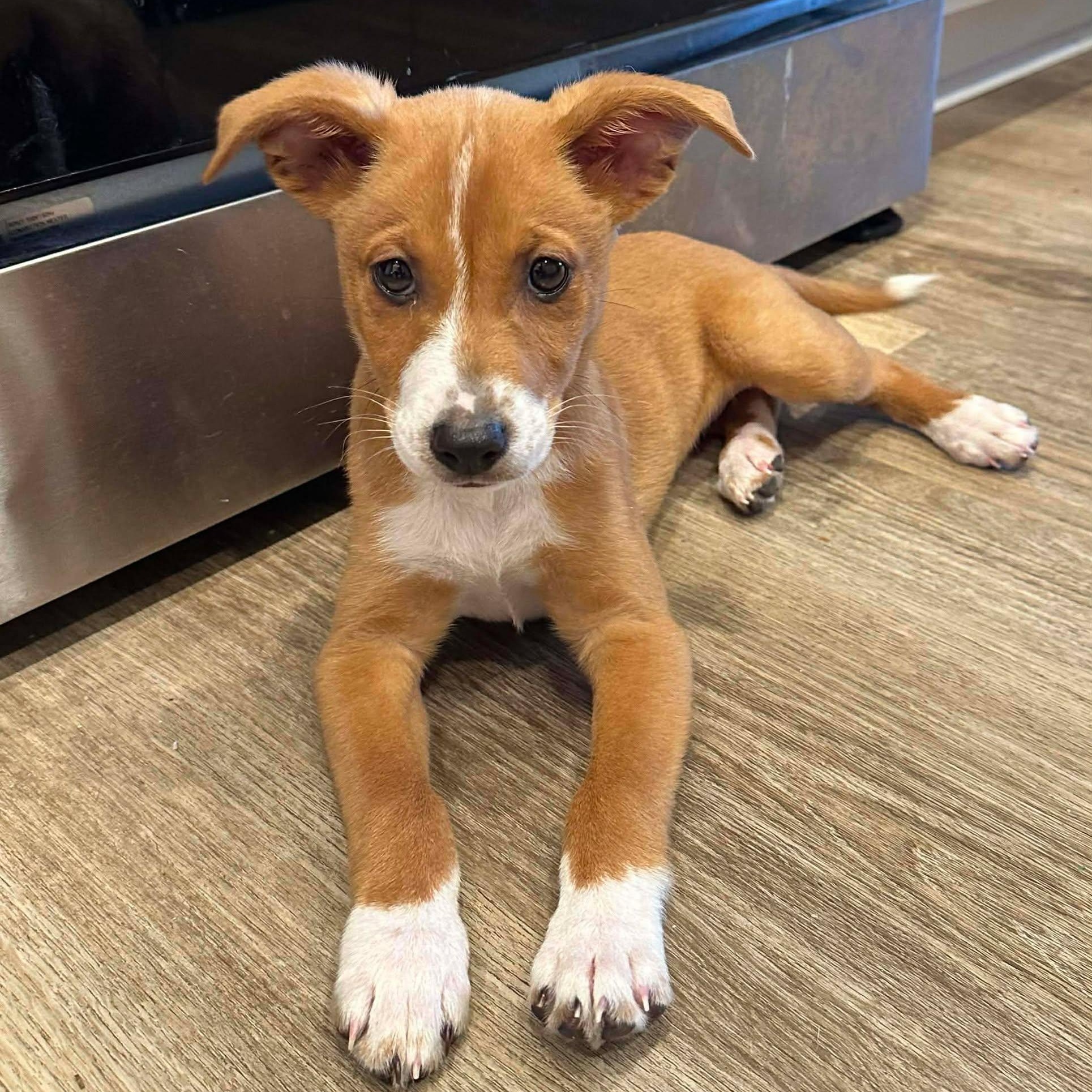 Enlarge Yora, an adopted mixed breed in Myrtle Beach, SC image 1/4