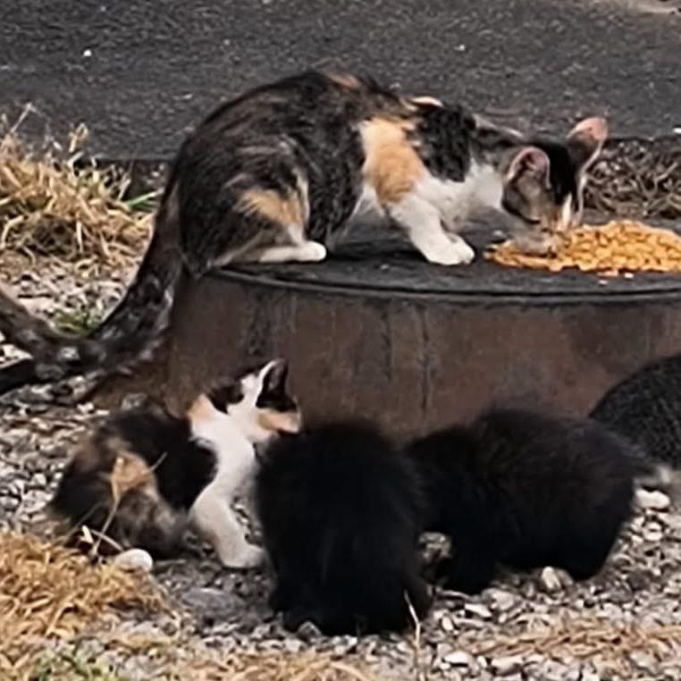 kiwi (calisista), Adoptable, Young Female Domestic Short Hair.