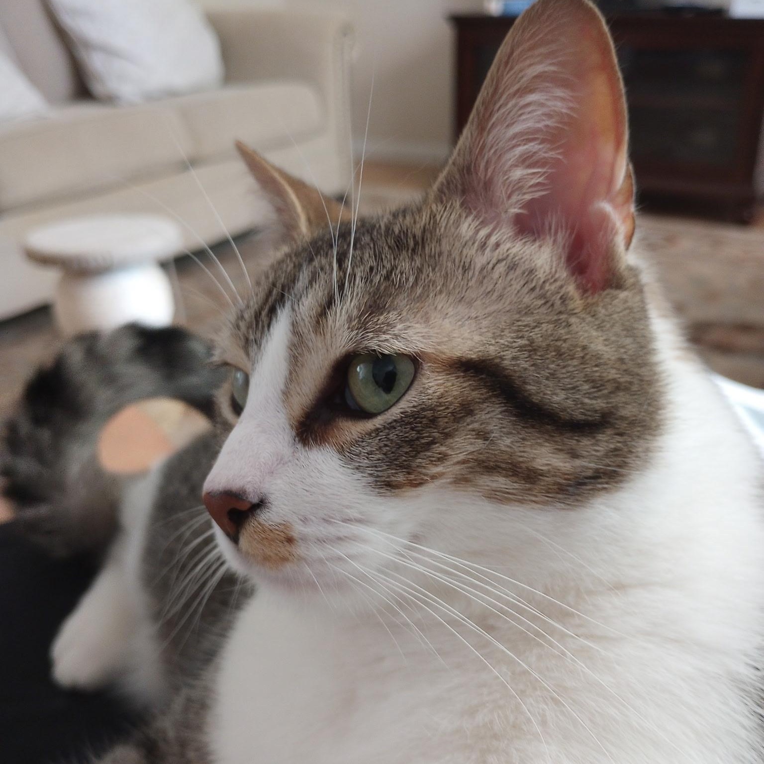 Enlarge Cookie Courtesy Listed, a ADOPTABLE Domestic Short Hair in Midland, MI image 3/6