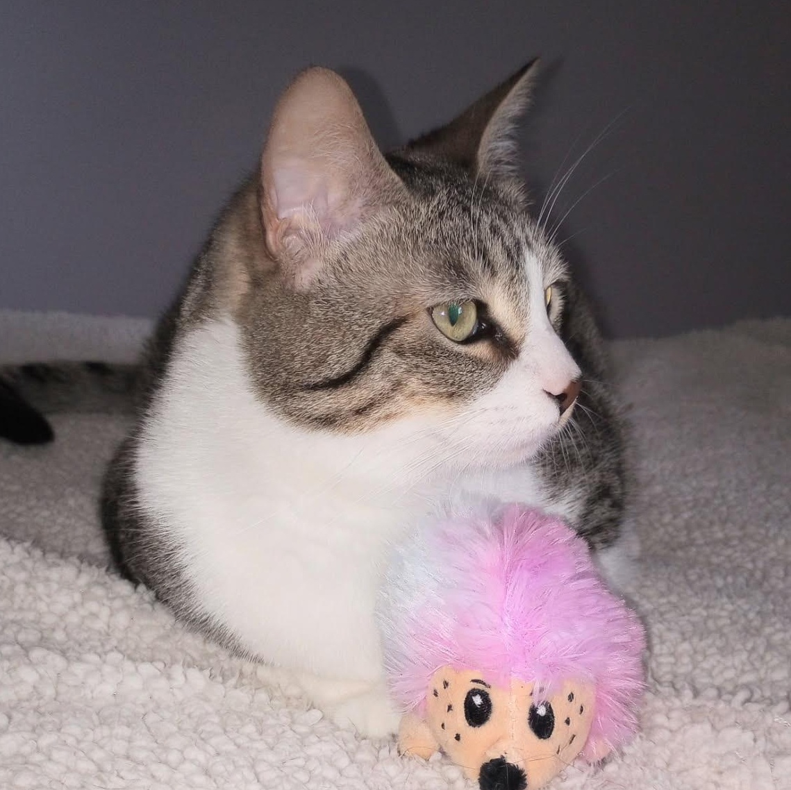 Enlarge Cookie Courtesy Listed, a ADOPTABLE Domestic Short Hair in Midland, MI image 1/6