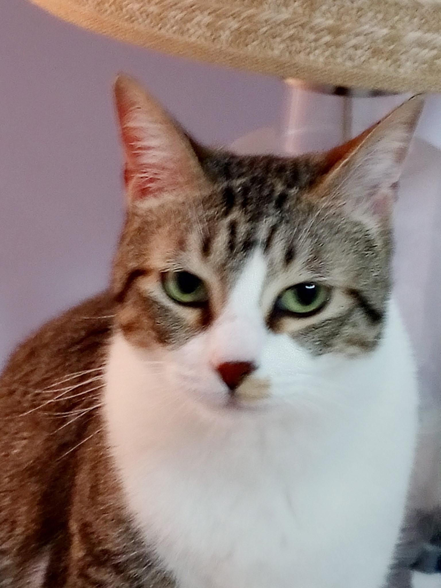 Enlarge Cookie Courtesy Listed, a ADOPTABLE Domestic Short Hair in Midland, MI image 6/6