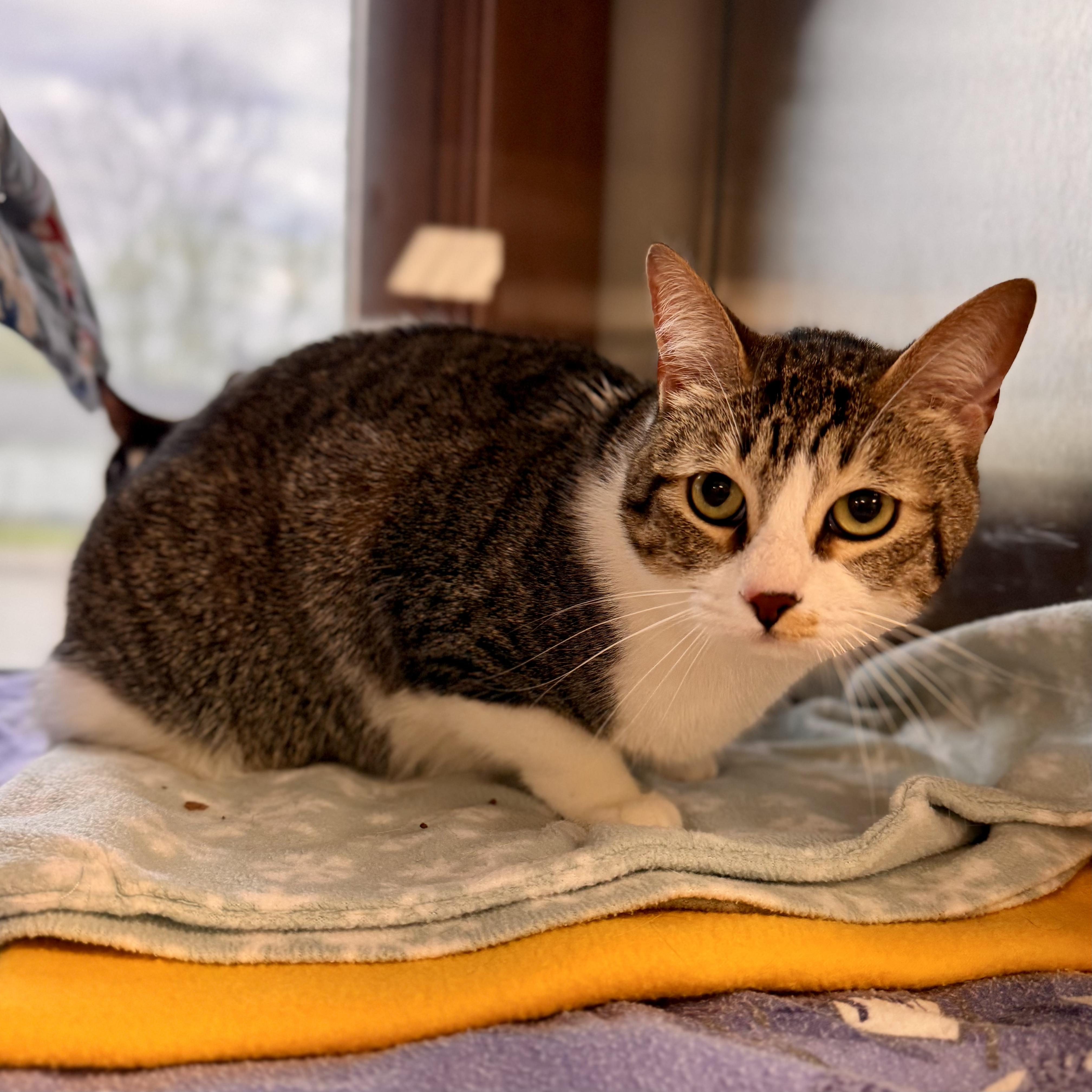 Enlarge Cookie Courtesy Listed, a ADOPTABLE Domestic Short Hair in Midland, MI image 4/6