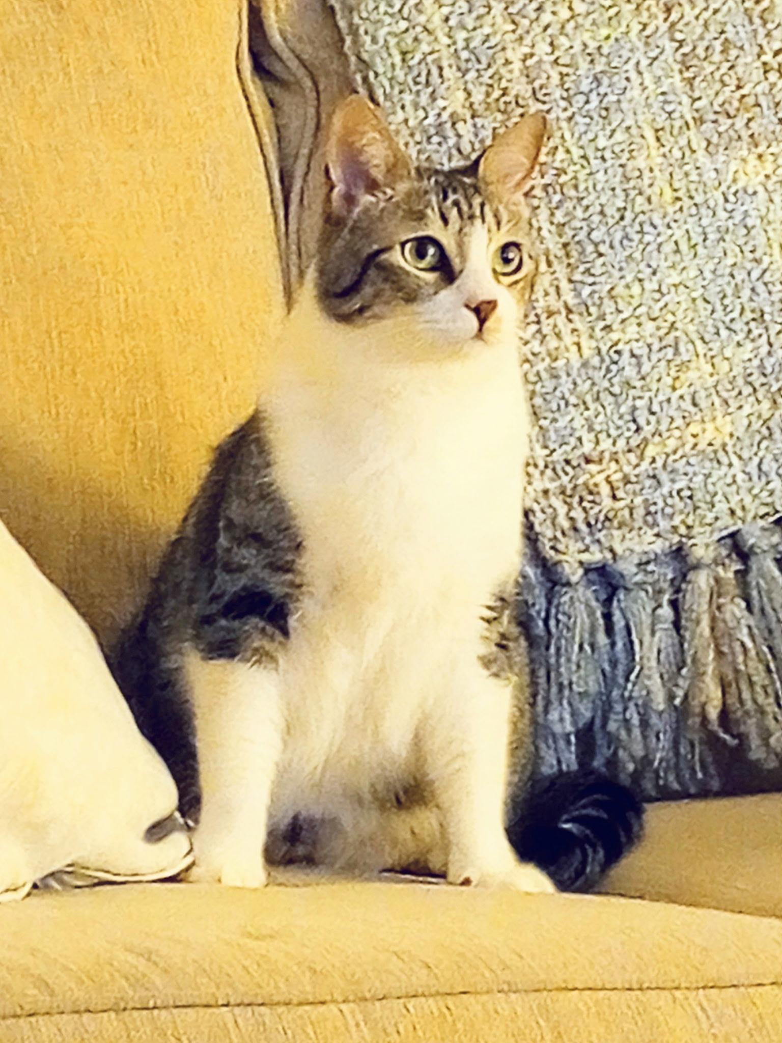 Enlarge Cookie Courtesy Listed, a ADOPTABLE Domestic Short Hair in Midland, MI image 2/6