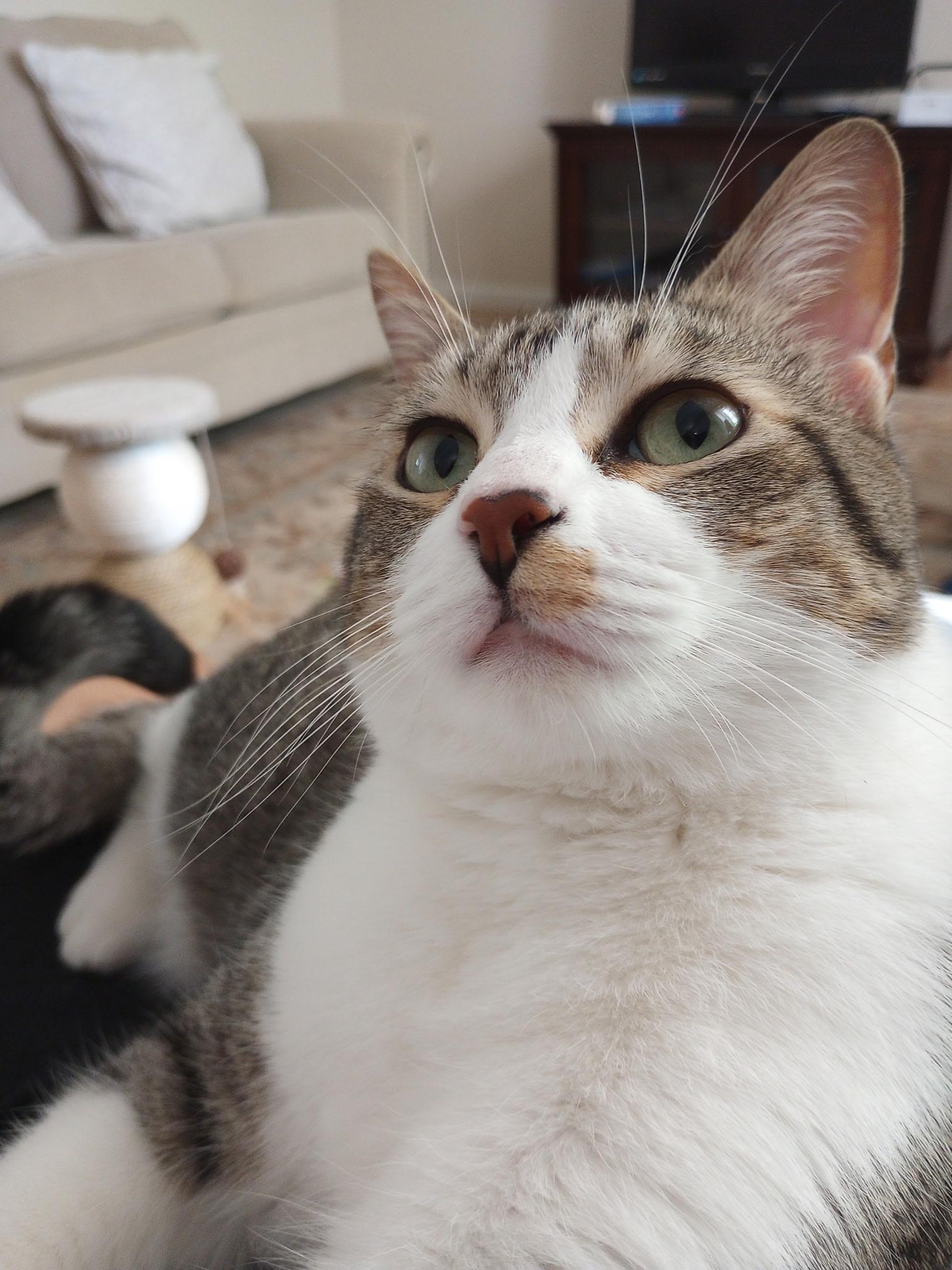 Enlarge Cookie Courtesy Listed, a ADOPTABLE Domestic Short Hair in Midland, MI image 5/6