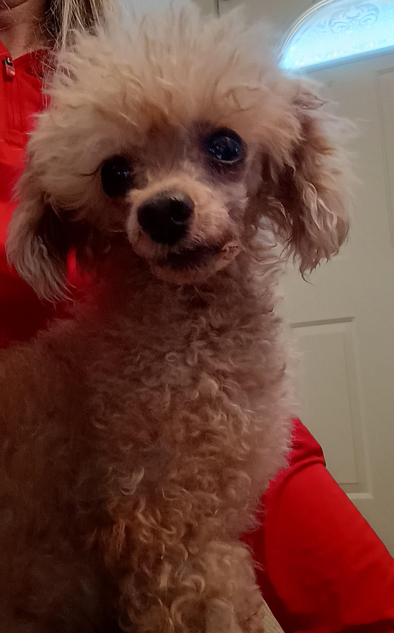 Enlarge Luke, a Adopted mixed breed in Louisville, KY image 2/2