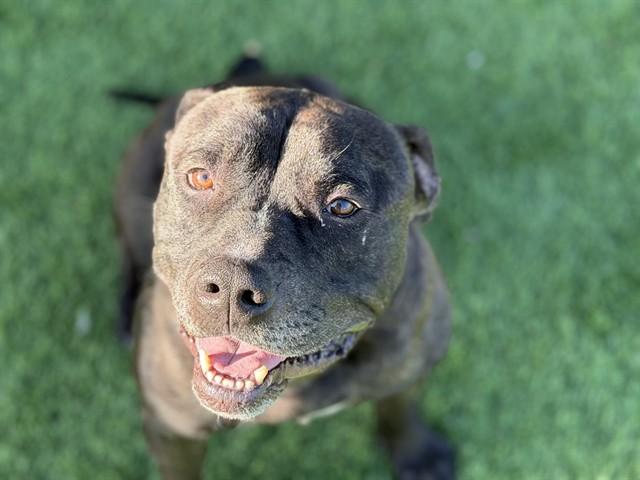 BUTTERS, Adoptable, Adult Male American Staffordshire Terrier & Mixed Breed.