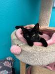 Enlarge CalRose, a Adoptable Domestic Short Hair in Chico, CA image 1/1