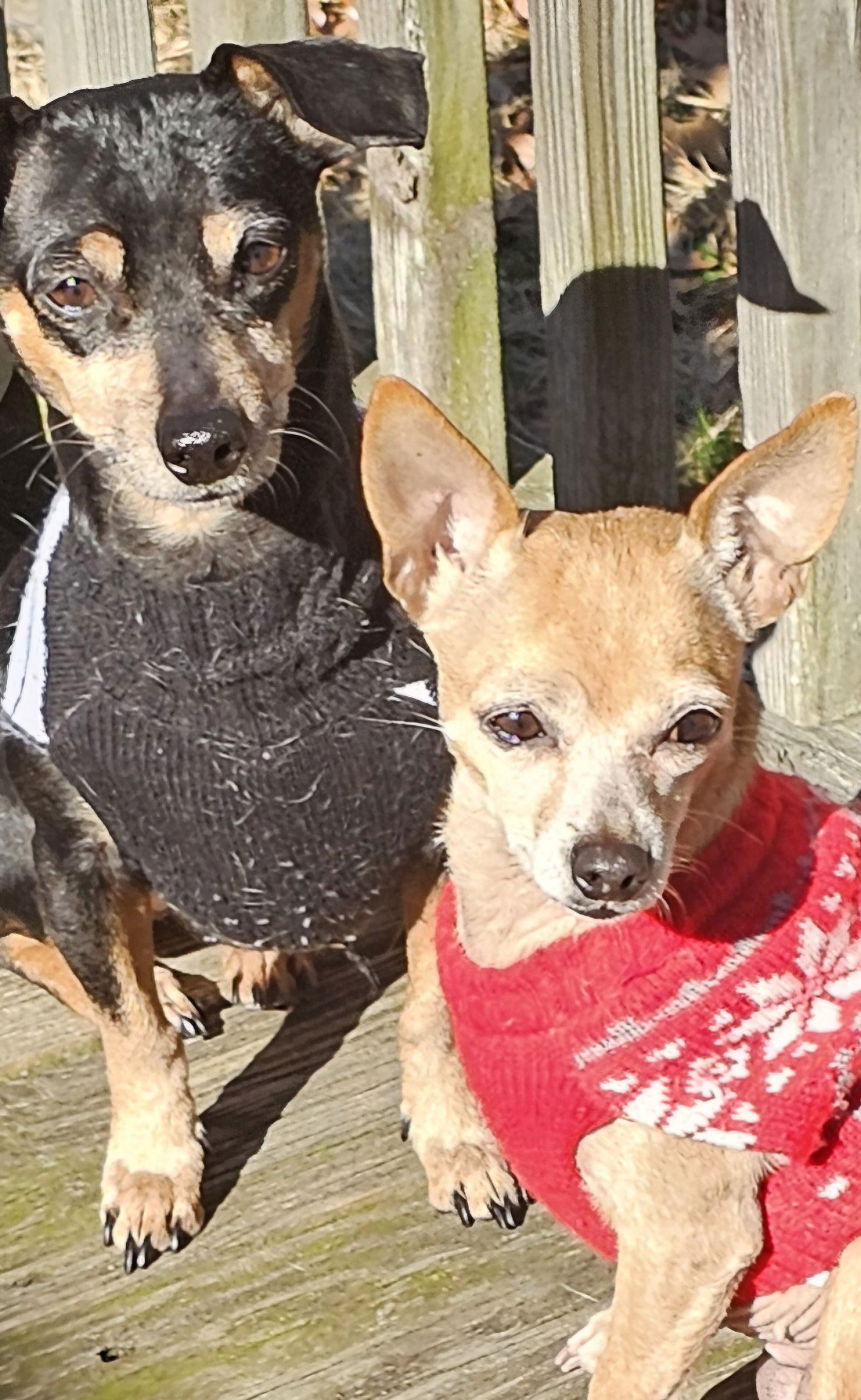 BROWNIE&SALLY--BONDED PAIR, Adoptable, Young Female Chihuahua & Dachshund.