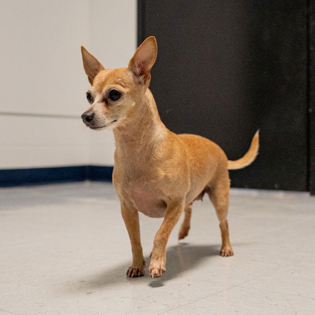 BROWNIE&SALLY--BONDED PAIR, a Adoptable mixed breed in Jackson, NJ image 2/3