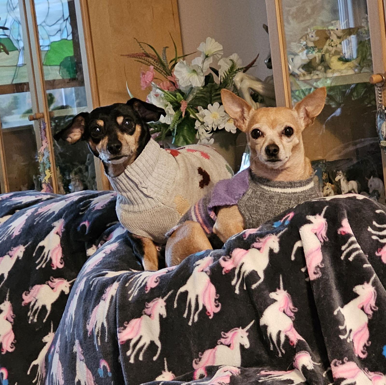 Brownie&sallybonded Pair thumbnail 3