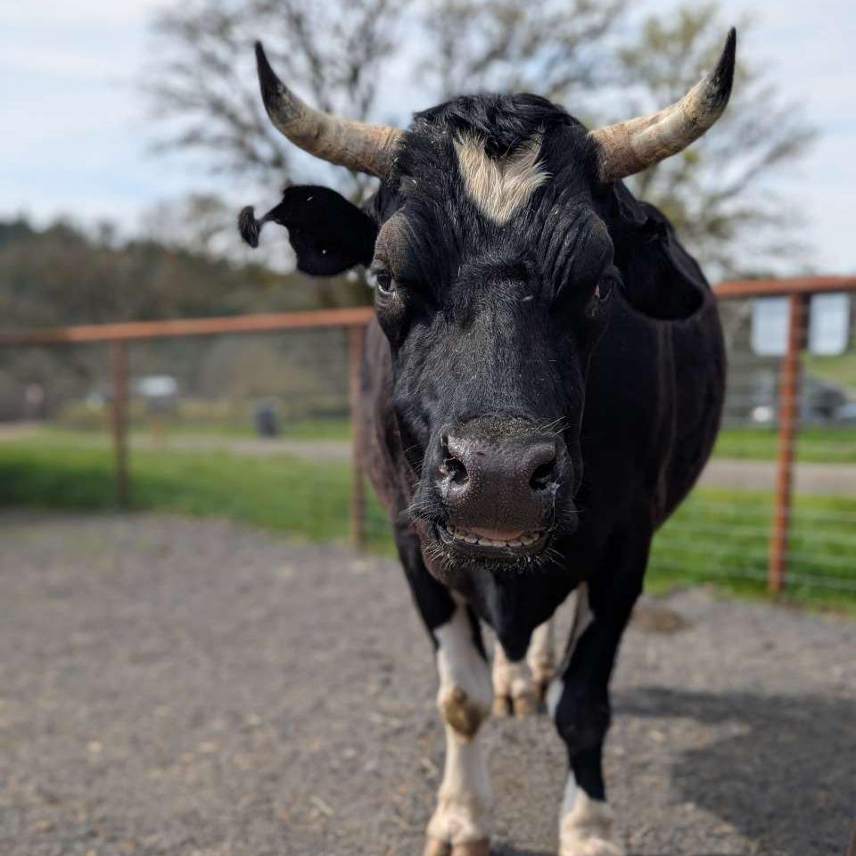 Cowboi photo