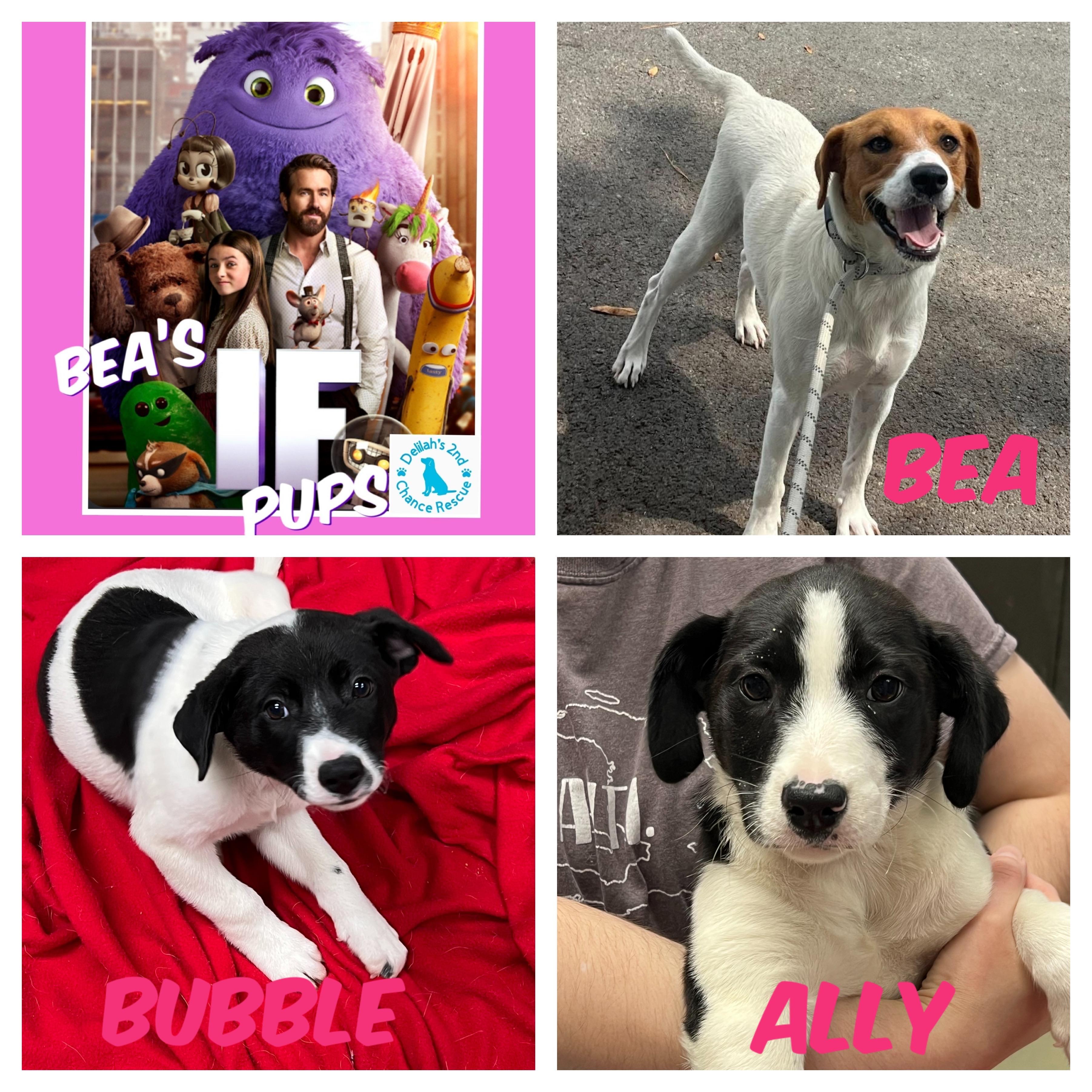 Bea’s If Pups thumbnail 2