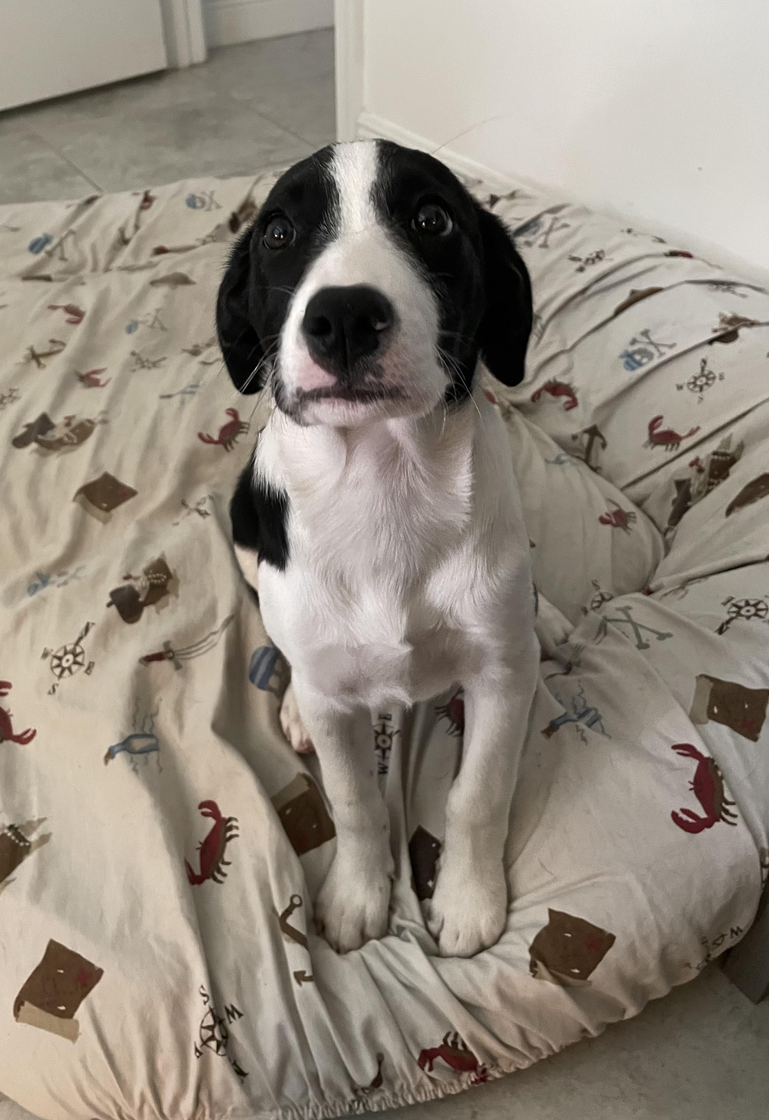 Bea’s If Pups thumbnail 4