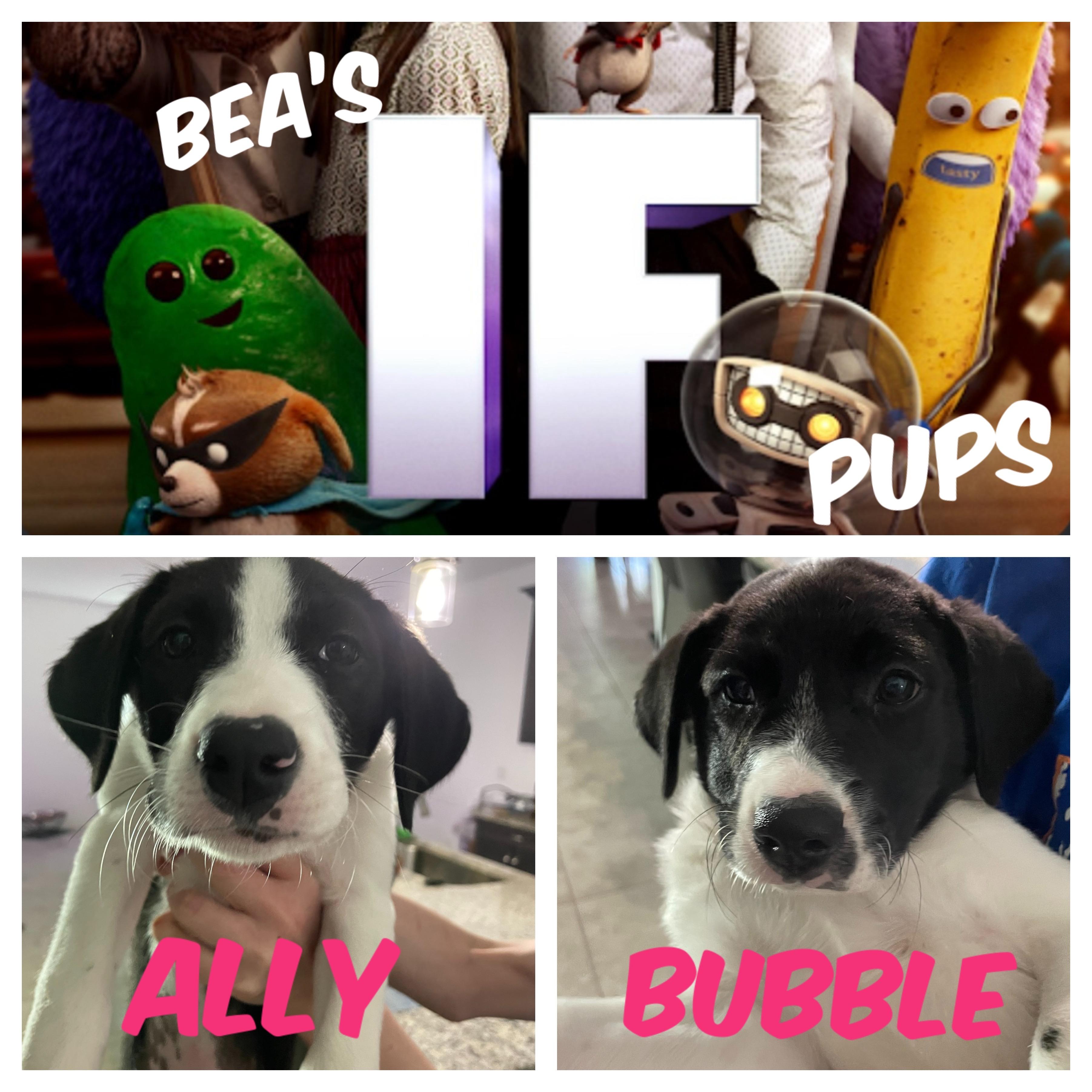 Bea’s If Pups photo 1