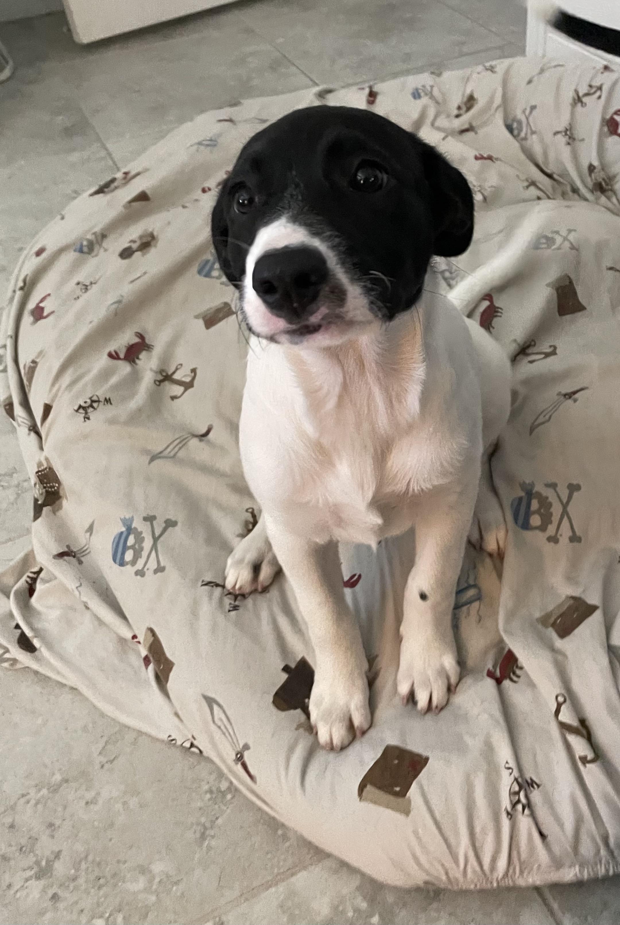 Bea’s If Pups thumbnail 3