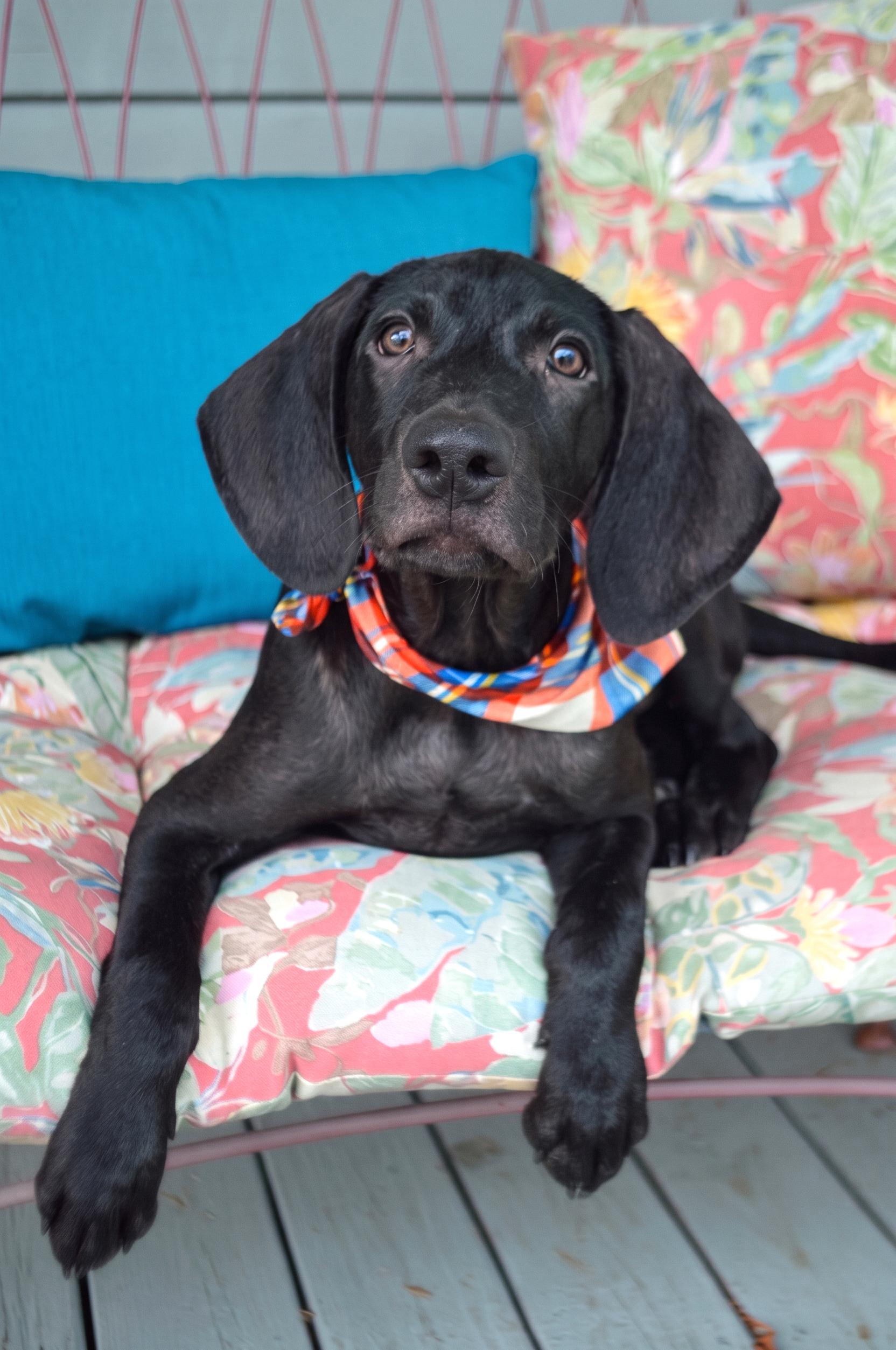 Enlarge Ripper, a Adoptable mixed breed in Chattanooga, TN image 5/6
