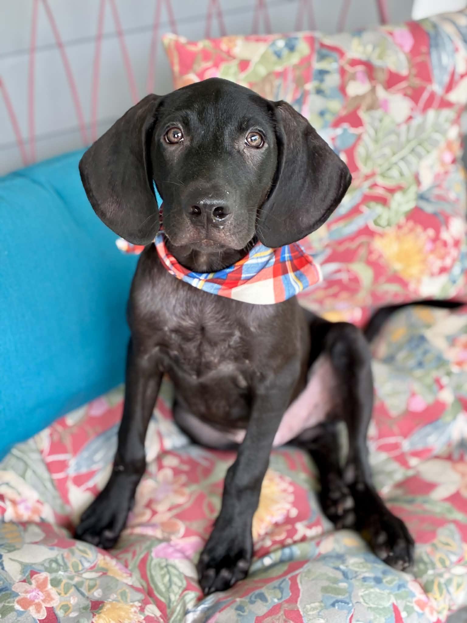 Enlarge Ripper, a Adoptable mixed breed in Chattanooga, TN image 6/6