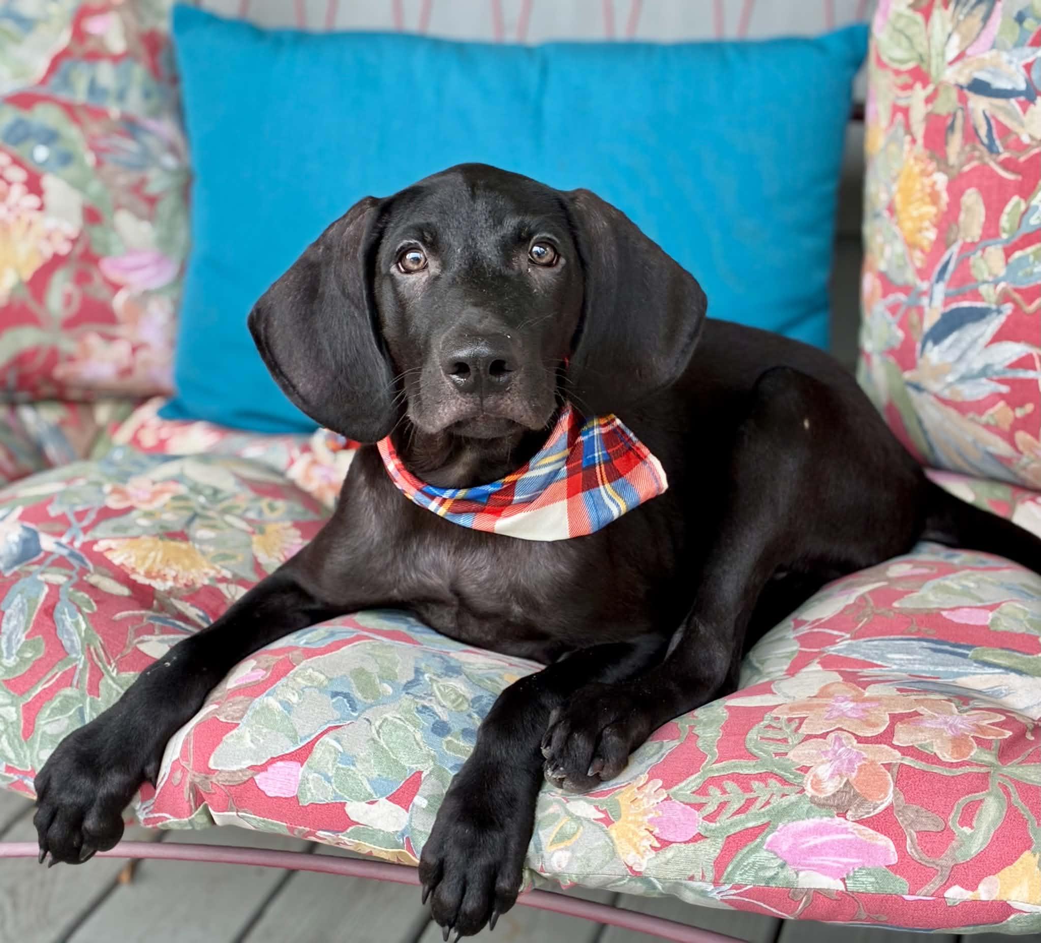 Ripper, Adoptable, Puppy Male German Shorthaired Pointer.