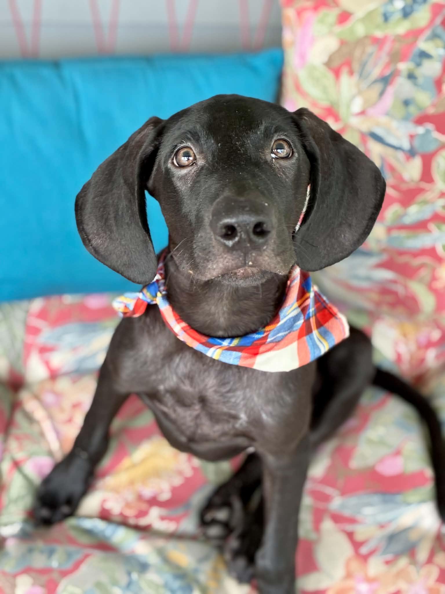 Enlarge Ripper, a Adoptable mixed breed in Chattanooga, TN image 3/6