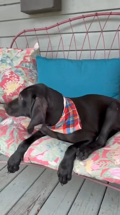 Enlarge Ripper, a Adoptable mixed breed in Chattanooga, TN video 4/6
