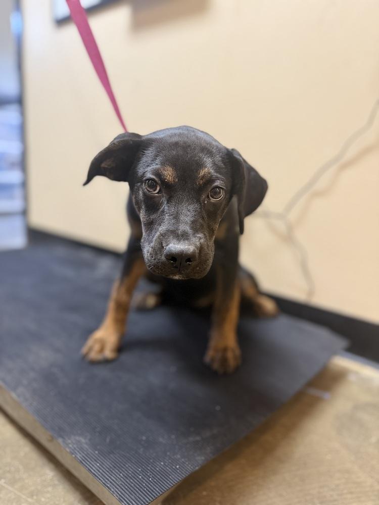 Enlarge Steely 25D-154, a Adoptable mixed breed in Corinth, MS image 1/2