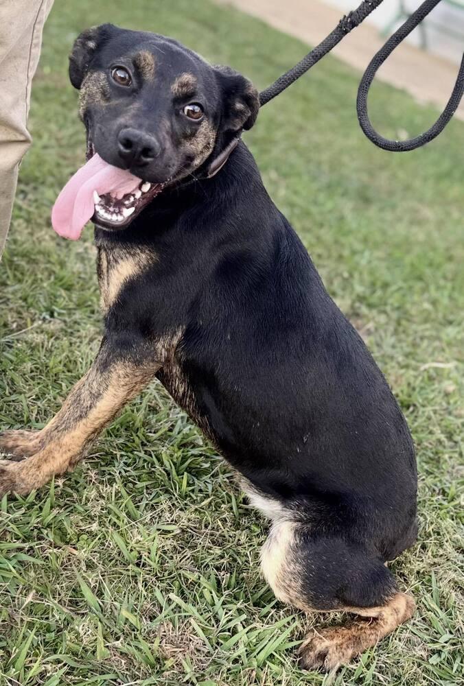 Enlarge Steely 25D-154, a Adoptable mixed breed in Corinth, MS image 2/2