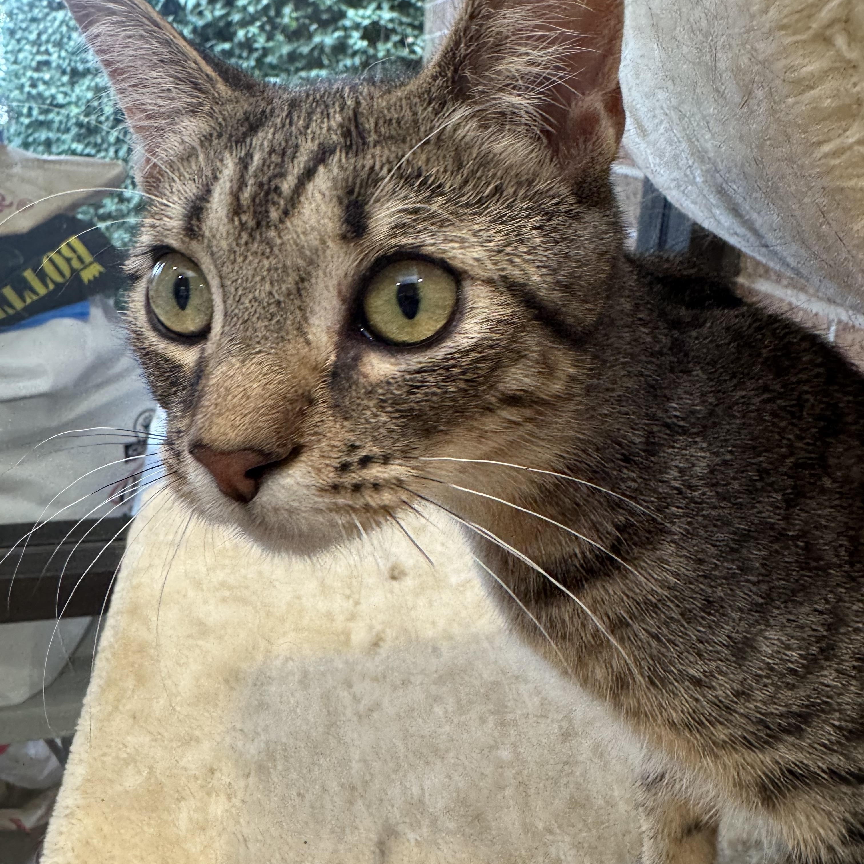 Emma, adoptable, Young Female Domestic Short Hair.