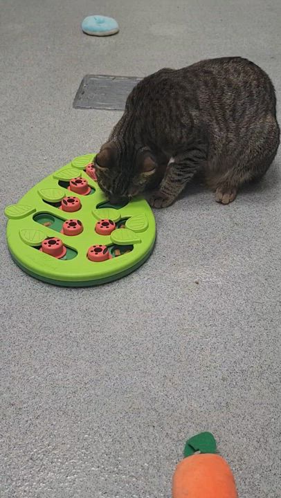 Enlarge Emma, an adoptable Domestic Short Hair in Teterboro, NJ video 2/2