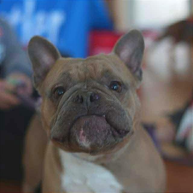 Peaches, Adoptable, Adult Female English Bulldog.