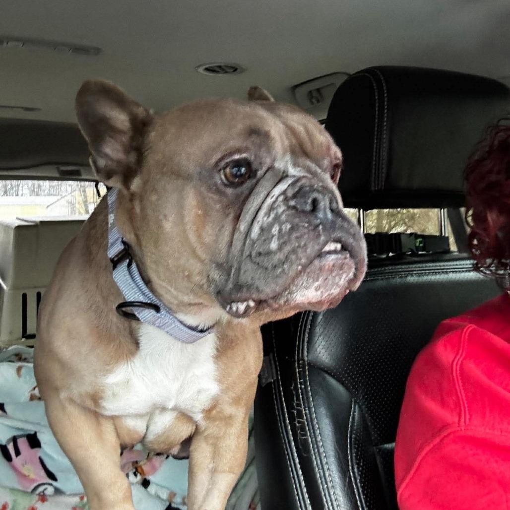 Enlarge Peaches, a Adoptable English Bulldog in Huber Heights, OH image 3/4