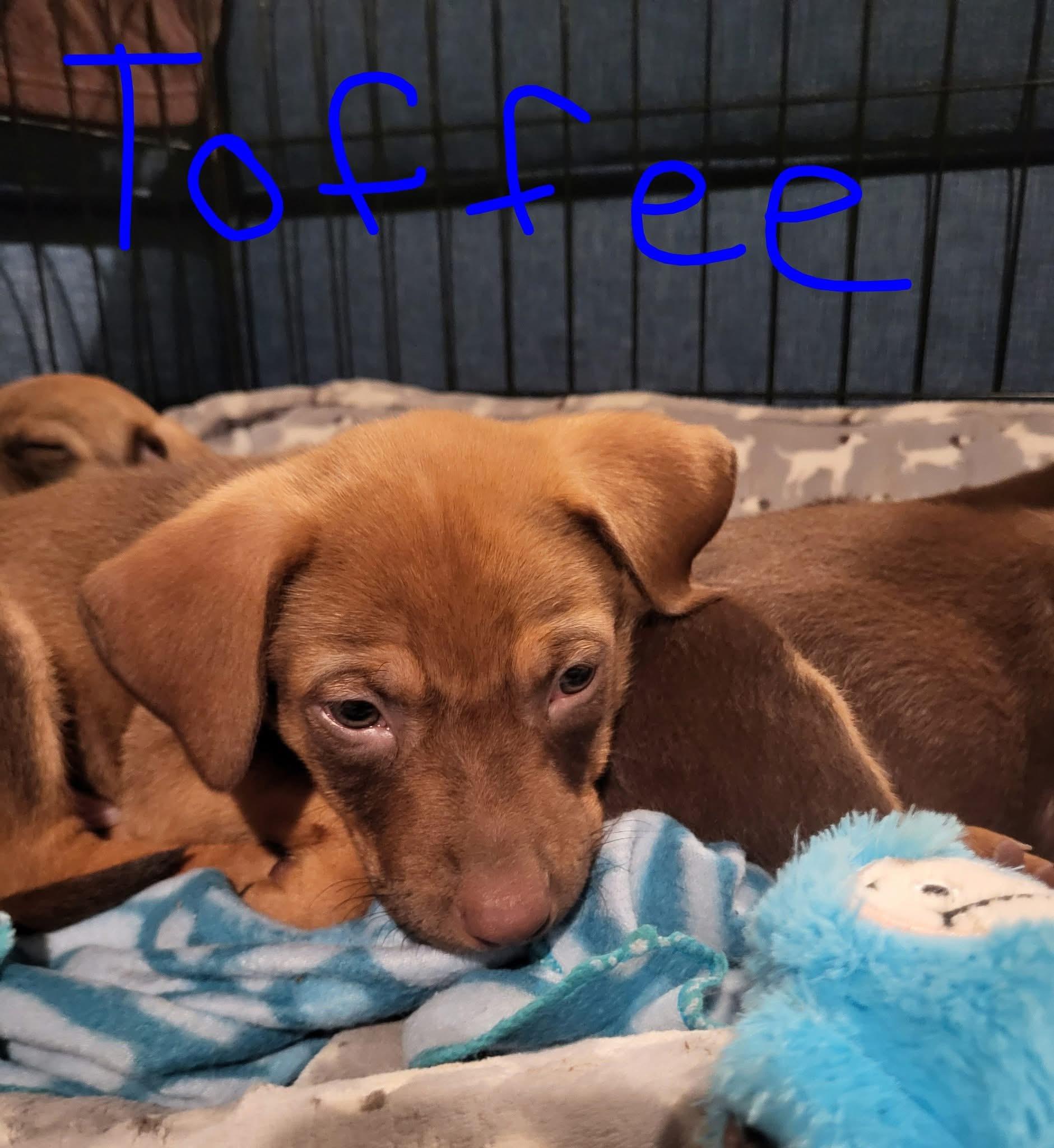 Toffee, Adoptable, Puppy Male Black Mouth Cur.