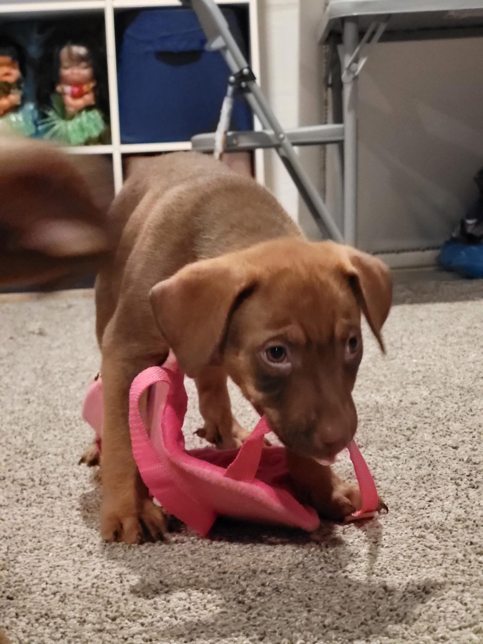 Enlarge Toffee, a Adoptable Black Mouth Cur in Berlin, NJ image 3/3