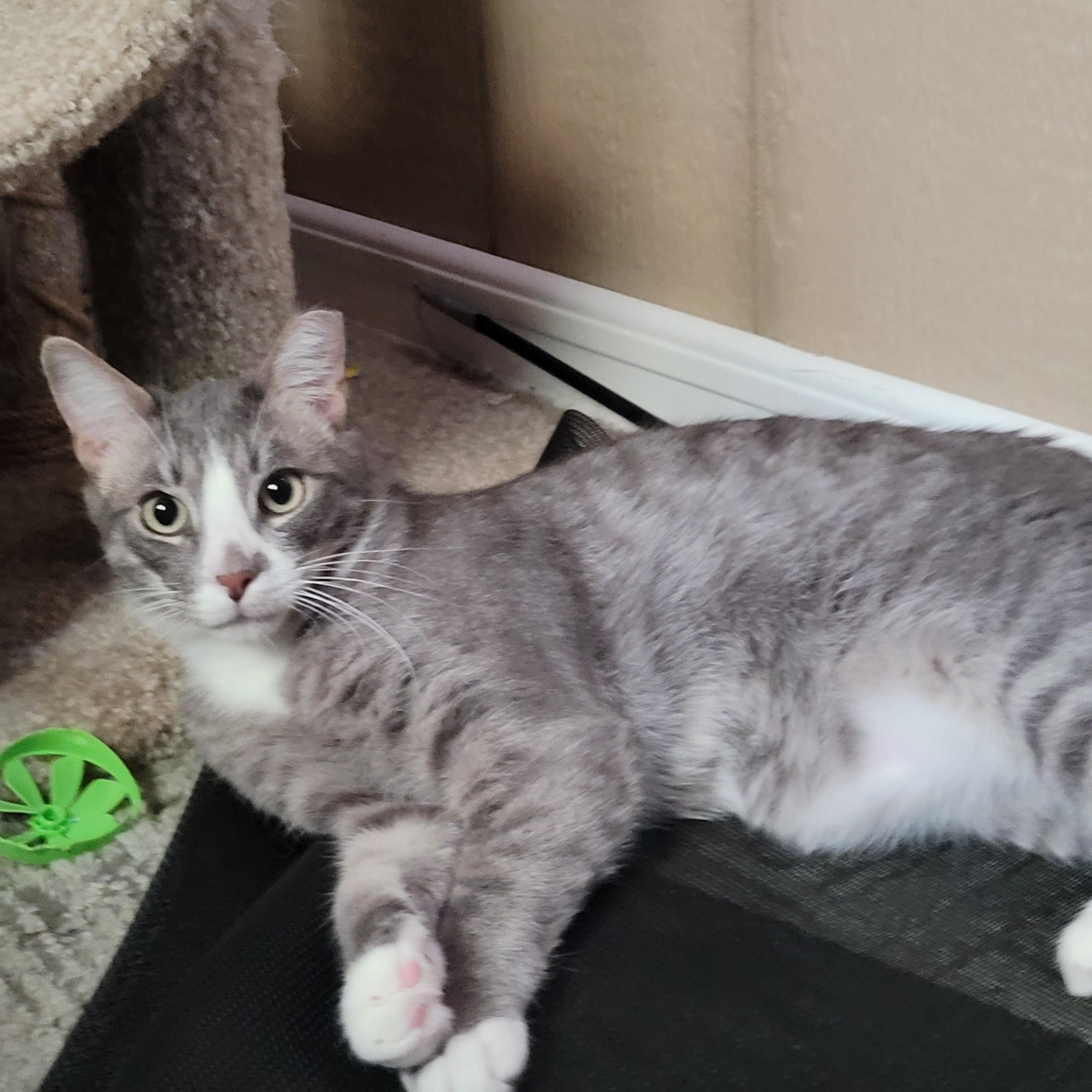 Enlarge Sunny, a ADOPTABLE mixed breed in San Jose, CA image 3/3