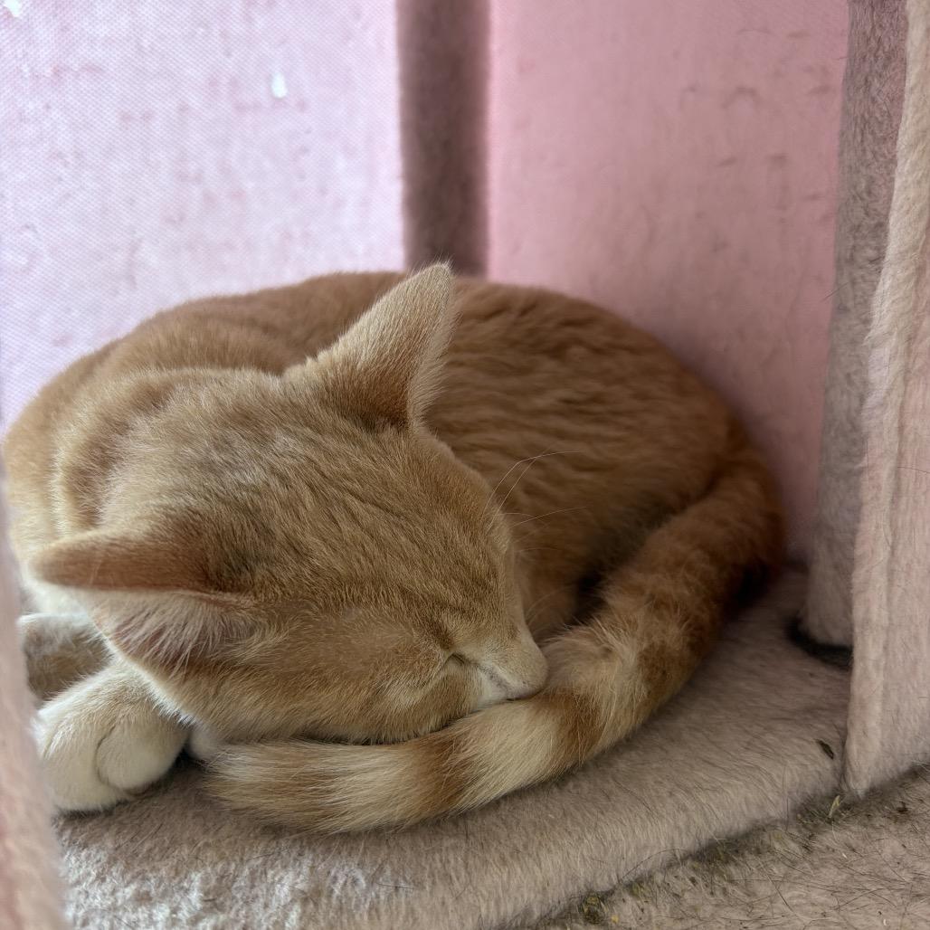 Wobble, Adoptable, Young Male American Shorthair.