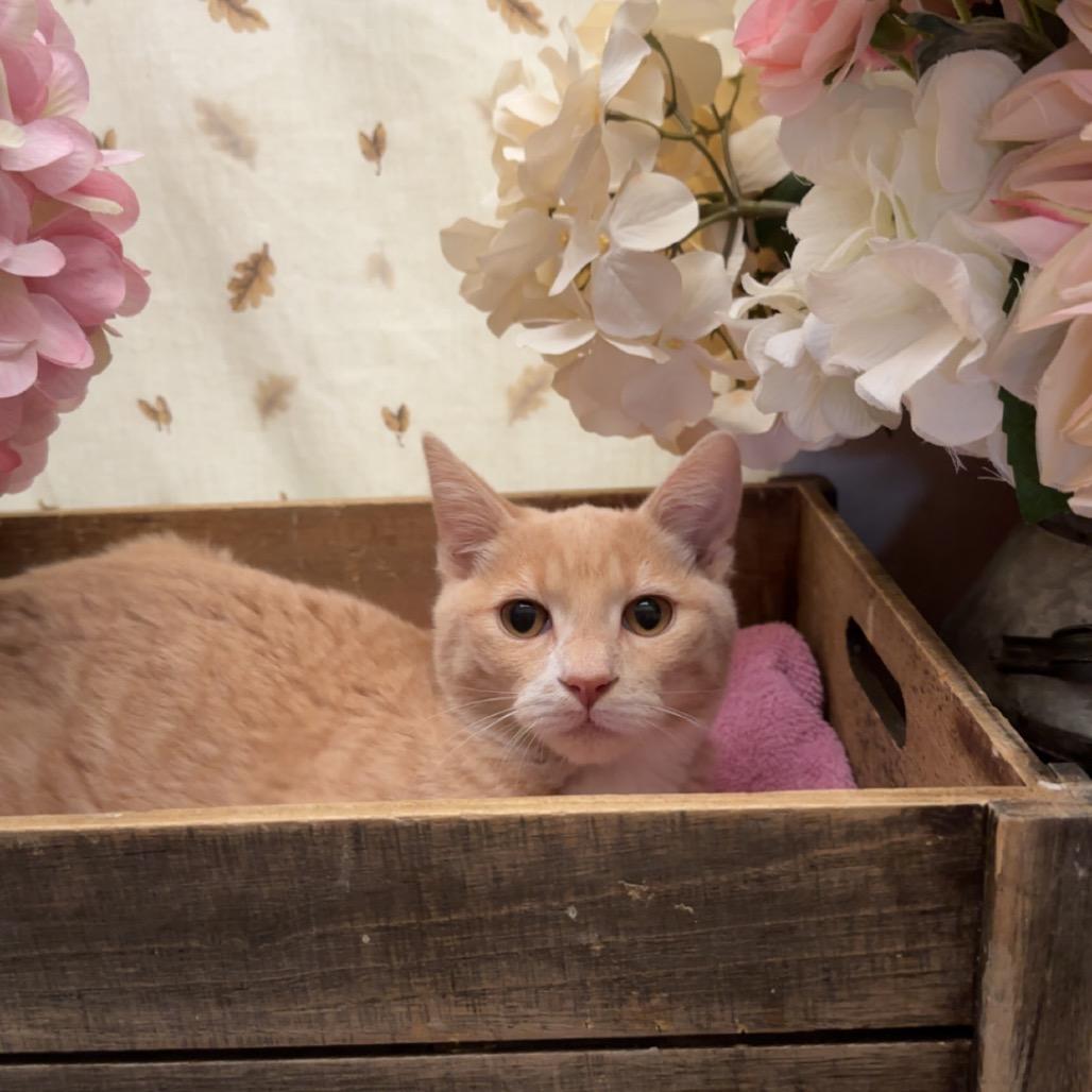 Wobble, a Adoptable American Shorthair in Newberg, OR image 2/2