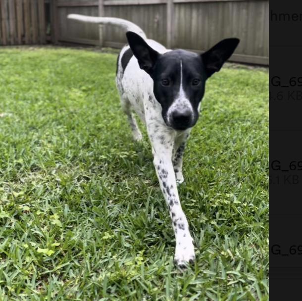 Goose — thumbnail 2