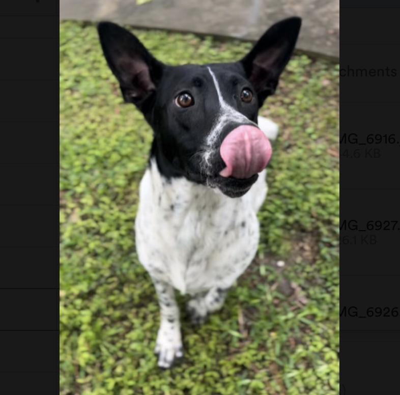 Goose — thumbnail 3