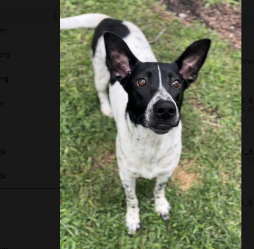 Goose — thumbnail 4