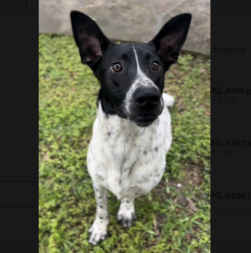 Goose — thumbnail 6