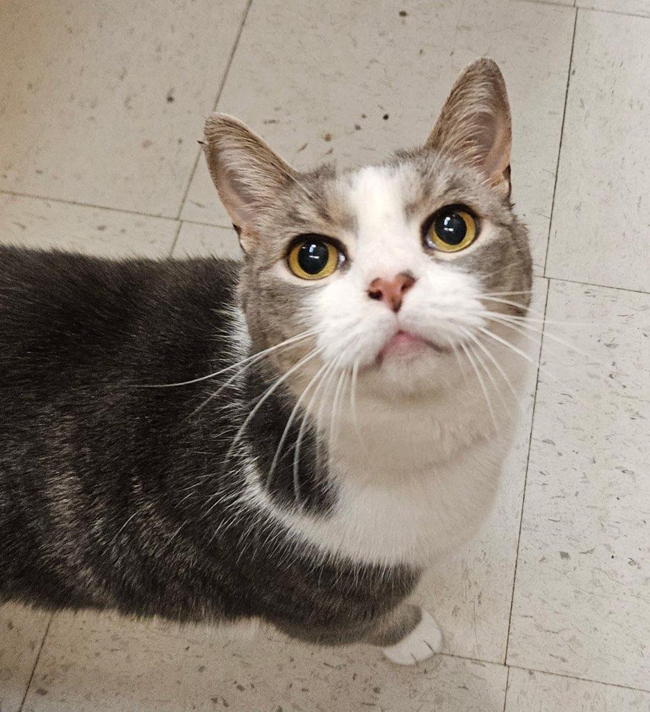 Enlarge Ivy, an adopted Domestic Short Hair in Liverpool, NY image 3/5