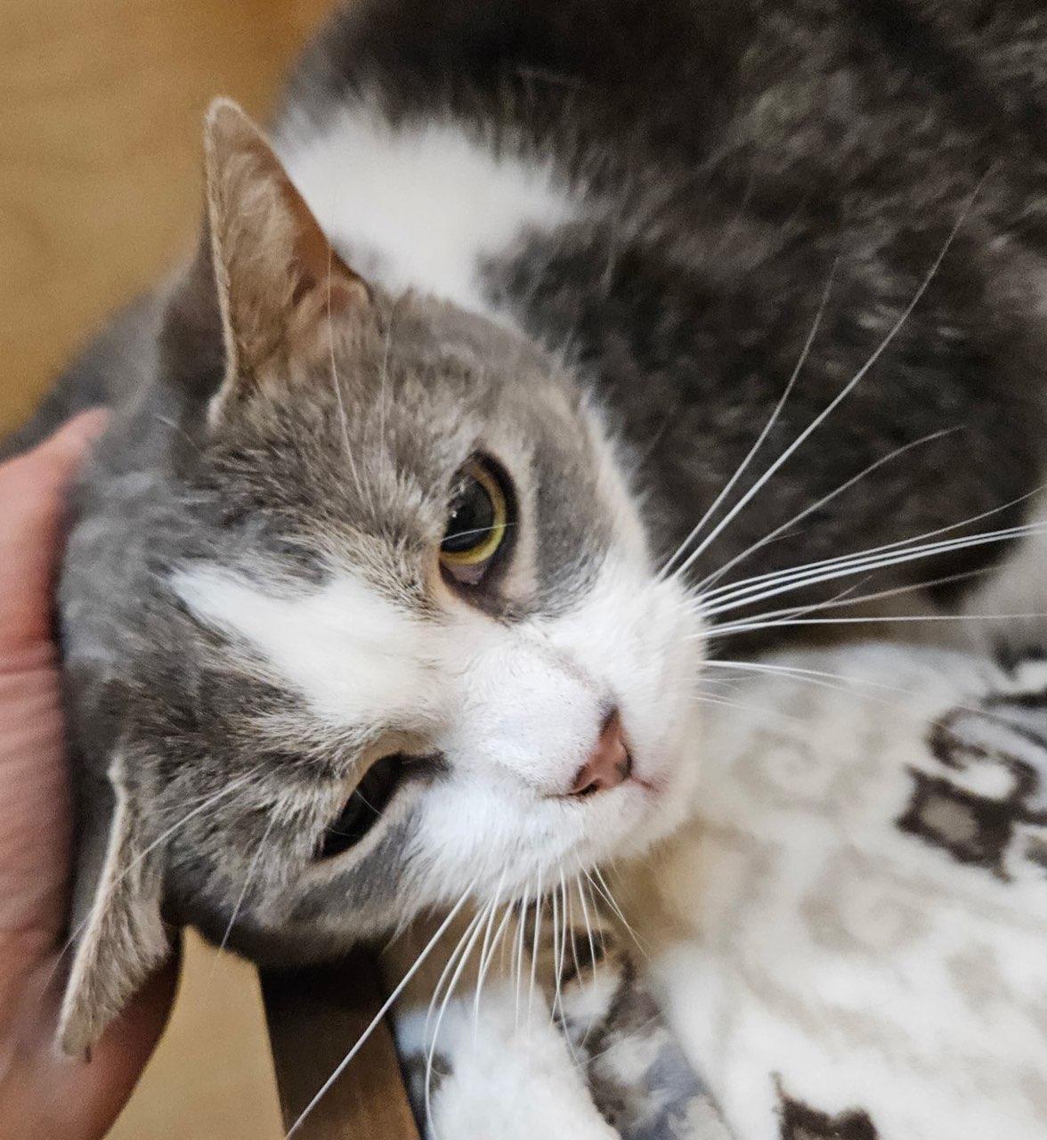 Enlarge Ivy, an adopted Domestic Short Hair in Liverpool, NY image 4/5