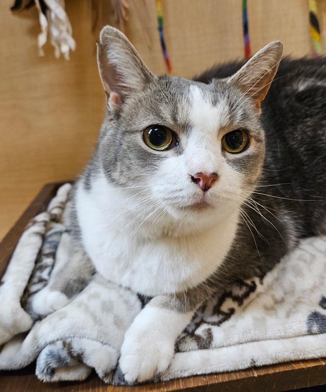 Ivy, adopted, Senior Female Domestic Short Hair.