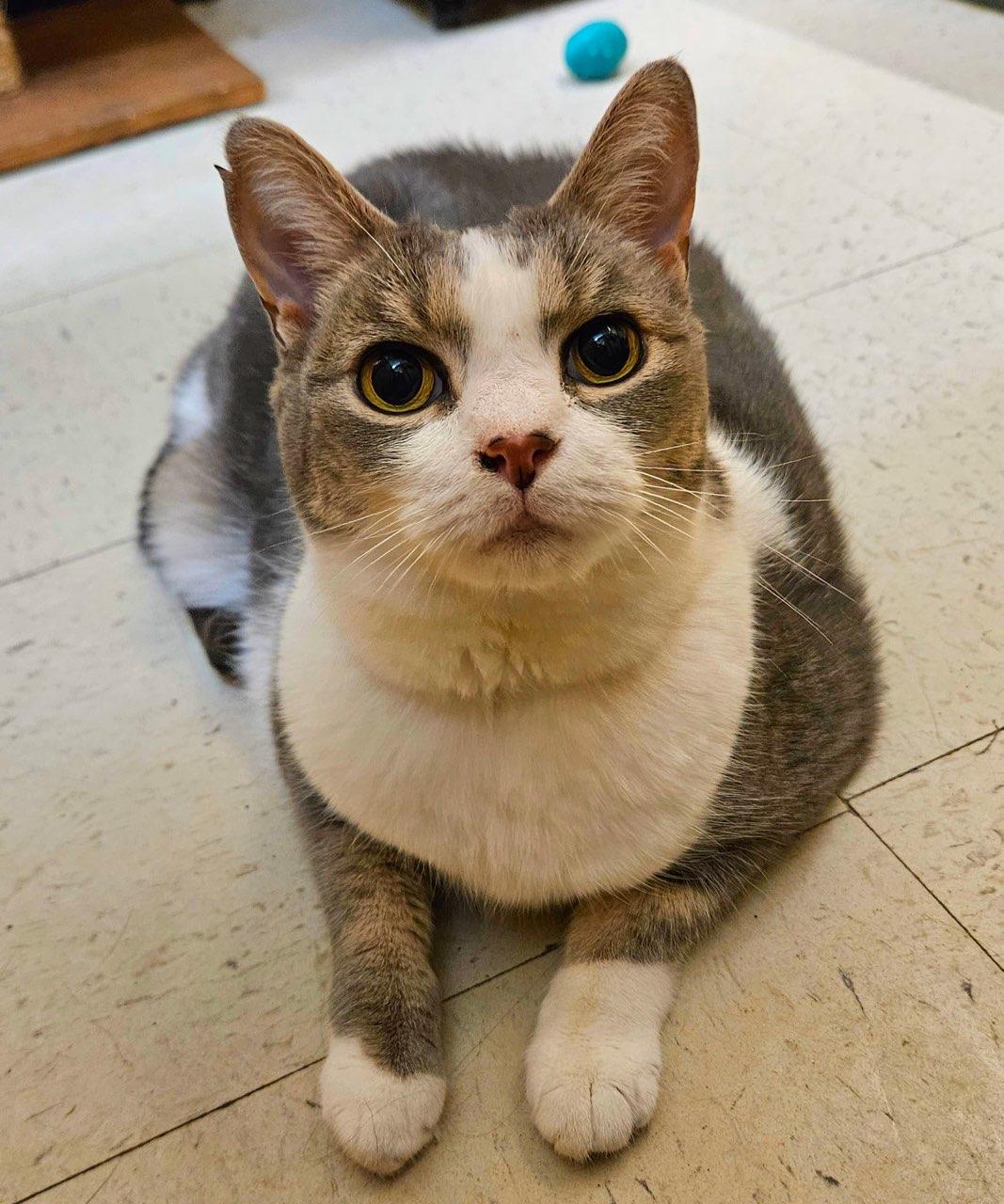 Enlarge Ivy, an adopted Domestic Short Hair in Liverpool, NY image 2/5