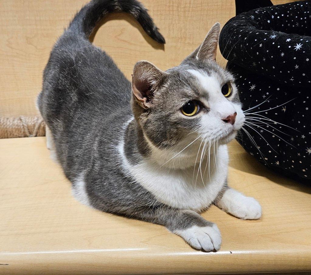 Enlarge Ivy, an adopted Domestic Short Hair in Liverpool, NY image 5/5