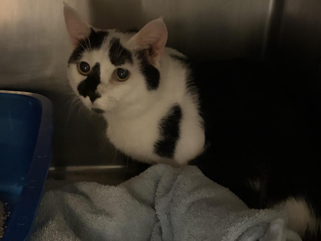 Moo Moo, Adoptable, Adult Male Domestic Short Hair.