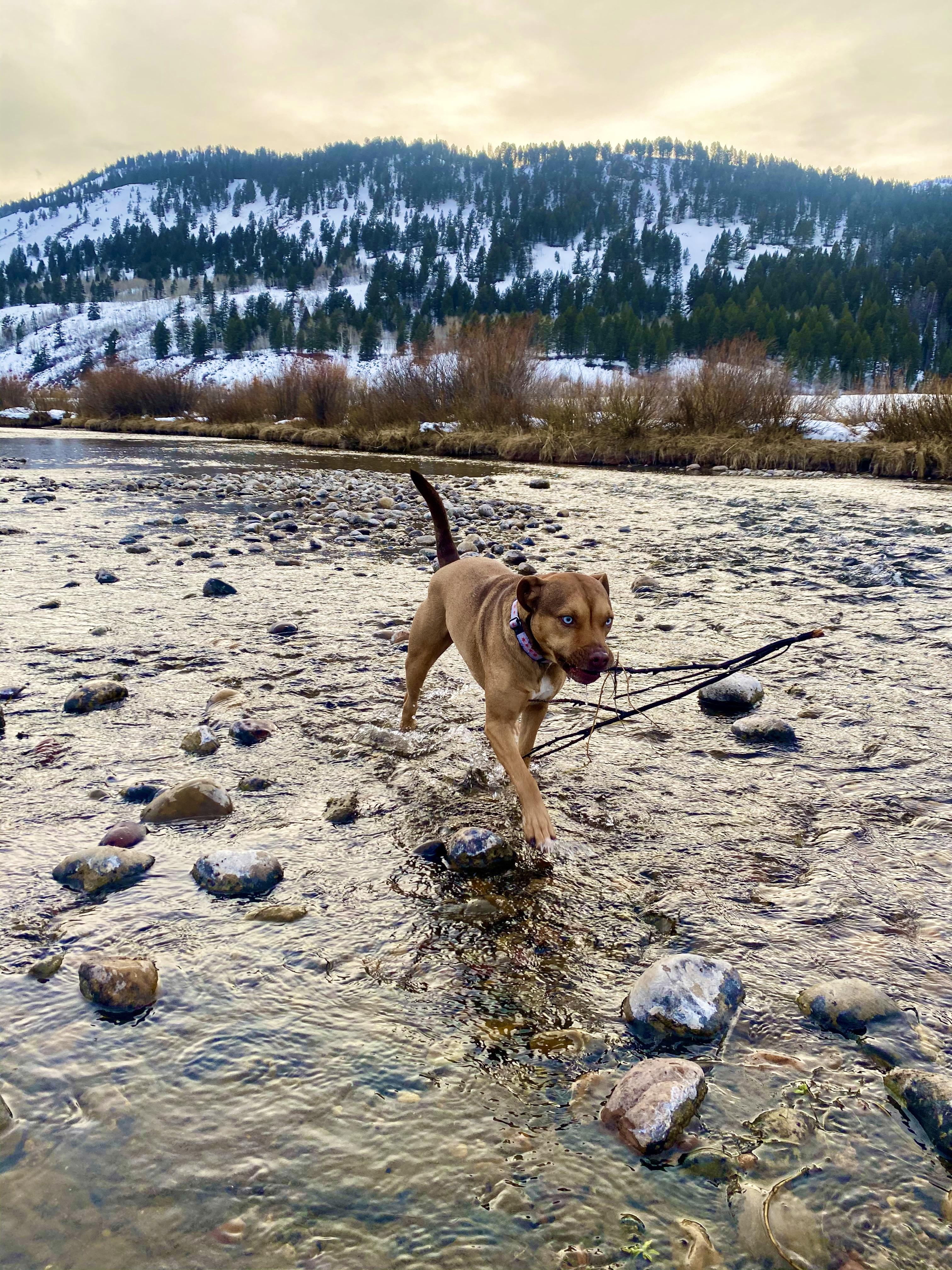 Enlarge **Courtesy Listing** Hugo, a ADOPTABLE mixed breed in Jackson, WY image 3/4