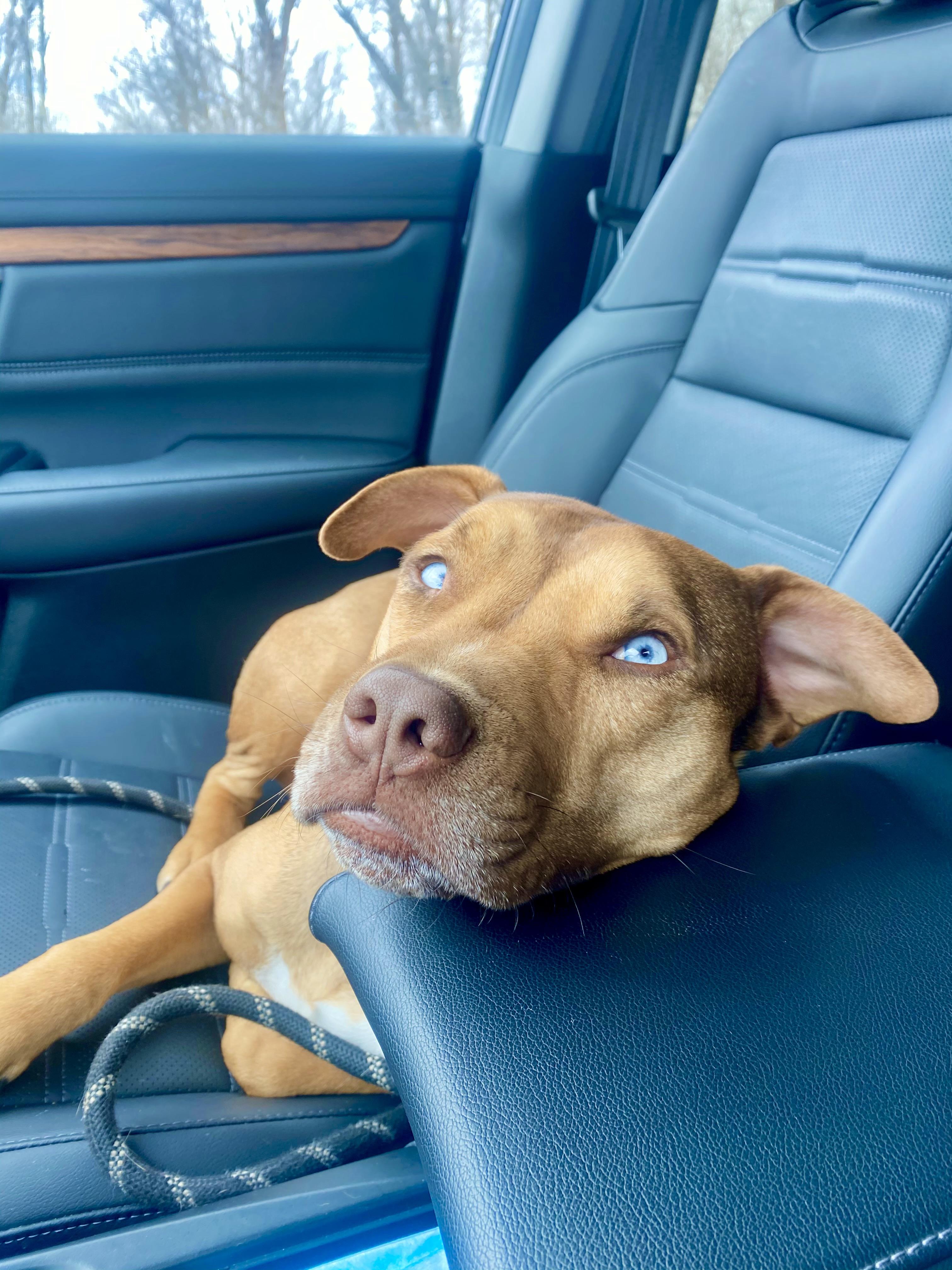 Enlarge **Courtesy Listing** Hugo, a ADOPTABLE mixed breed in Jackson, WY image 4/4