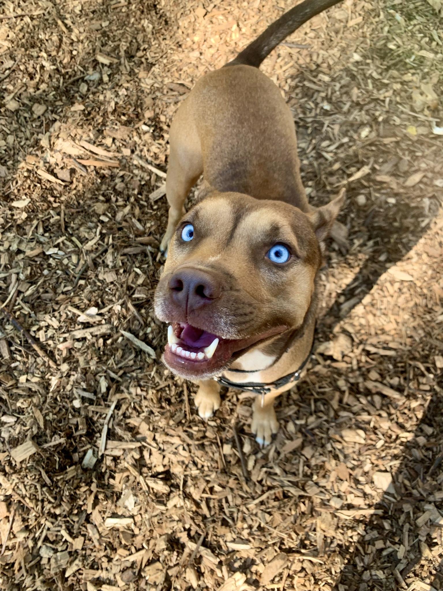 Enlarge **Courtesy Listing** Hugo, a ADOPTABLE mixed breed in Jackson, WY image 1/4